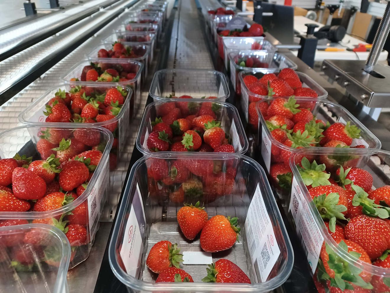 CLASSIFICATION AND REGISTRATION OF STRAWBERRY PUNNETS